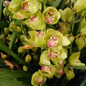 Cymbidium Hybrids