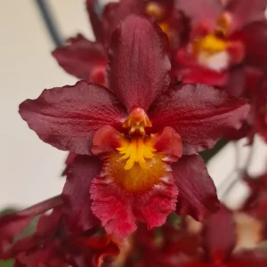 Oncidium Hybrids