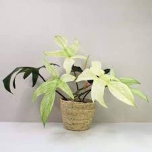 Philodendron Florida Ghost