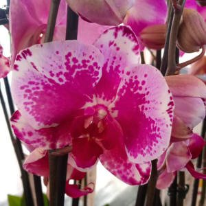 Phalaenopsis