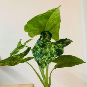 Syngonium Camouflage
