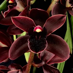 Orchids, Bloom, greenhouse, beautiful plants, pots, orchid mixes, fertilizers, fungicides, expert advice, Rajul Patel, Hasit, The Orchid House, Kenya, Odyssey