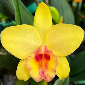 Cattleya SVO