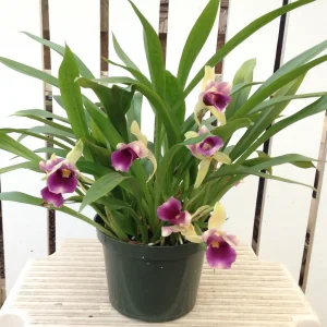 Orchids, Bloom, greenhouse, beautiful plants, pots, orchid mixes, fertilizers, fungicides, expert advice, Rajul Patel, Hasit, The Orchid House, Kenya, Odyssey
