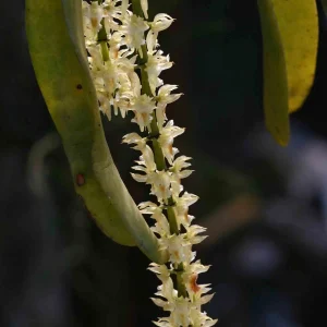 Diaphanthe Fragrantissima
