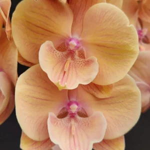 Phalaenopsis Peach