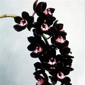 Orchids, Bloom, greenhouse, beautiful plants, pots, orchid mixes, fertilizers, fungicides, expert advice, Rajul Patel, Hasit, The Orchid House, Kenya, Odyssey