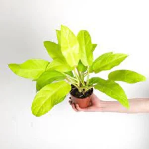 Philodendron Malay Gold