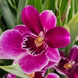 Miltonia Hybrids