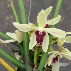 Parasia Laycockii - Thailandica