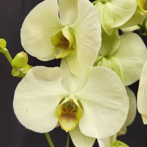 Phalaenopsis Green Apple