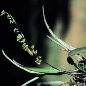 Polystachya Tenuissima