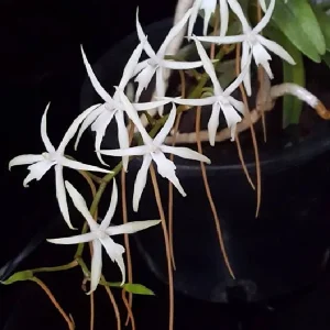 Ypsilopus Amaniensis