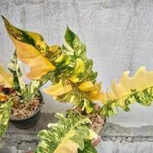 Philadendron Ring of Fire