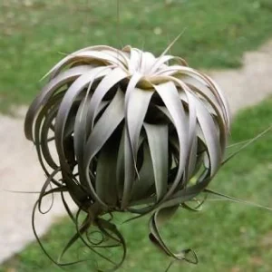 Tillandsia Xerographica