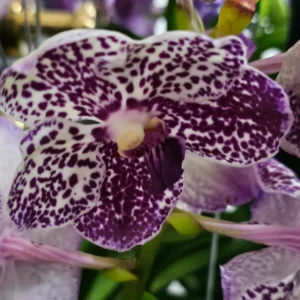 Vanda Hybrids